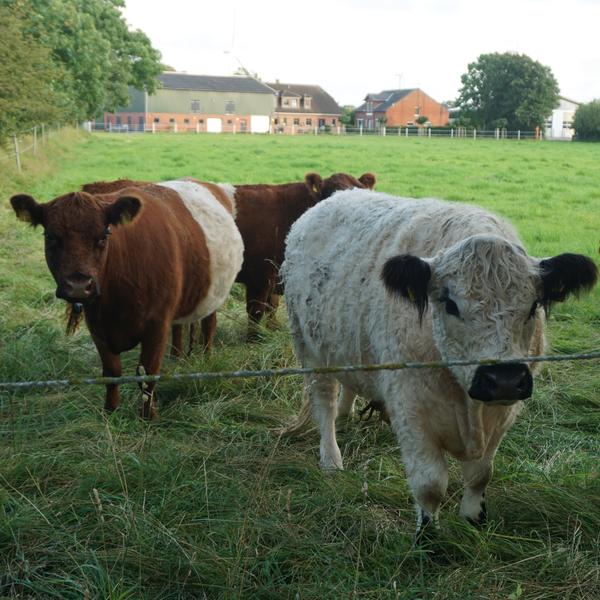 Galloway cattle in the neighbouring pasture