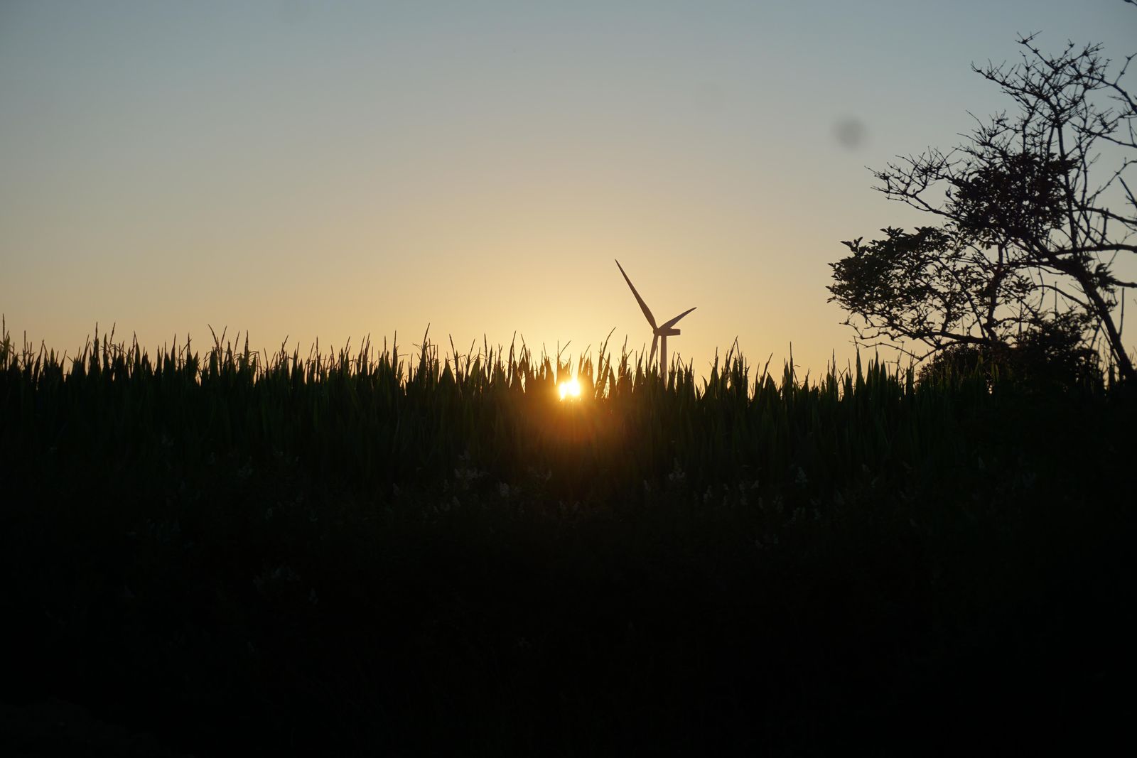 Sunset over the fields